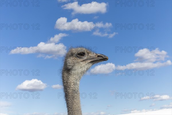 Portrait of ostrich against cloudy sky