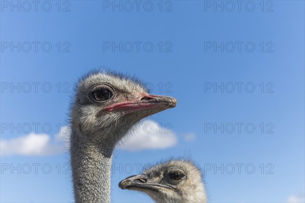 Portrait of ostriches against cloudy sky