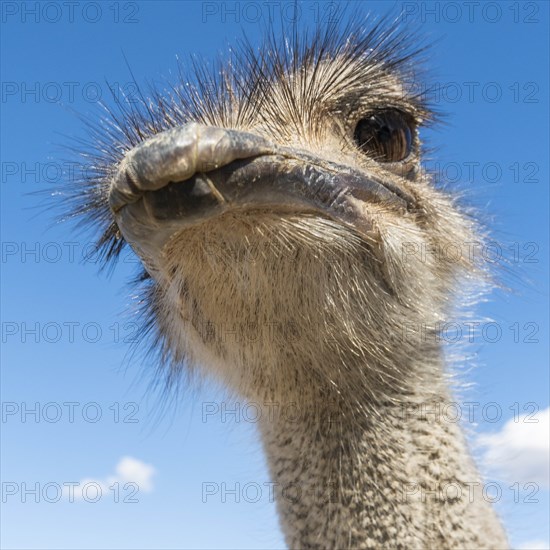 Portrait of ostrich against cloudy sky