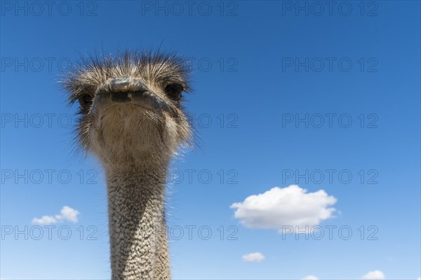 Portrait of ostrich against cloudy sky