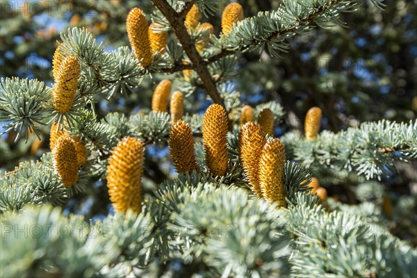 Buds on pine tree in Boise, Idaho, USA