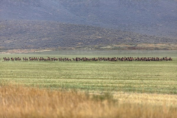 Herd of elk in field in Picabo, Idaho, USA