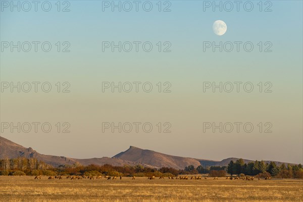 Herd of elk in field at sunset in Picabo, Idaho, USA