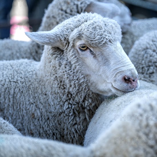 Sheep in Sun Valley, Idaho, USA