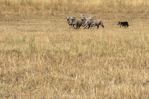 Dog herding sheep in field in Hailey, Idaho, USA