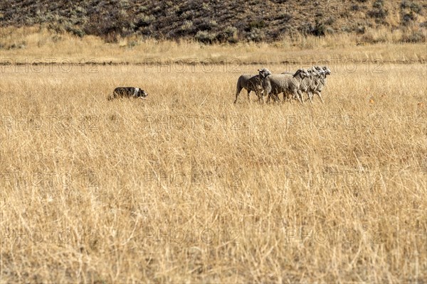 Dog herding sheep in field in Hailey, Idaho, USA