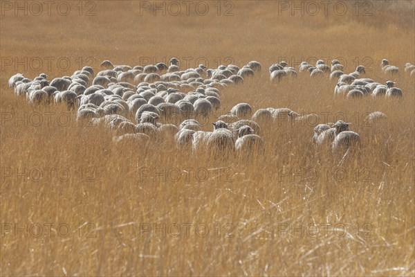 Flock of sheep in field in Hailey, Idaho, USA
