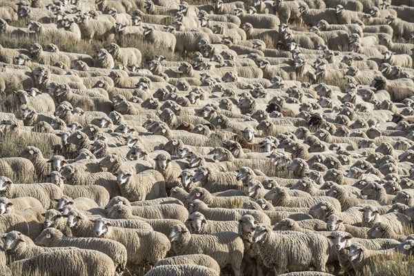 Flock of sheep