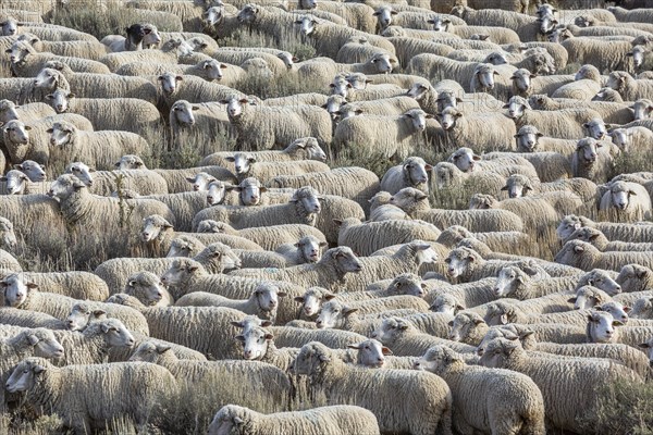 Flock of sheep