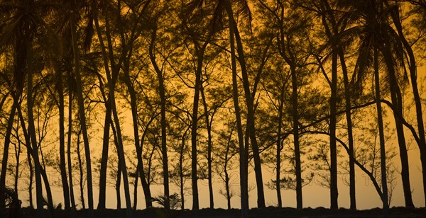 Silhouette of trees at sunset