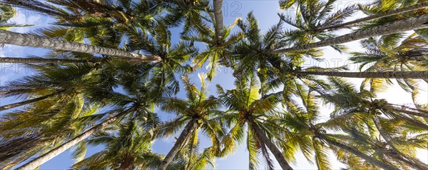 Palm trees against clear sky in Key Biscayne, Florida, USA