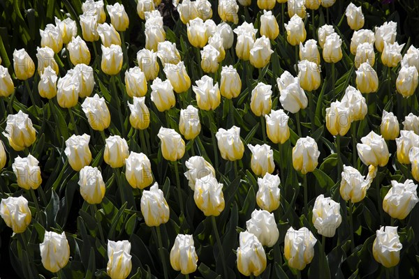 White tulips in field in Amsterdam, Netherlands