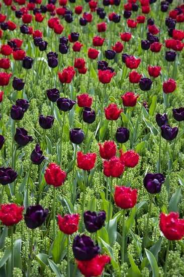 Red and purple tulips in field in Amsterdam, Netherlands