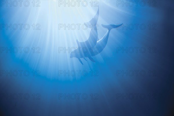 Dolphins swimming underwater