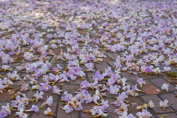 Purple flowers on pavement