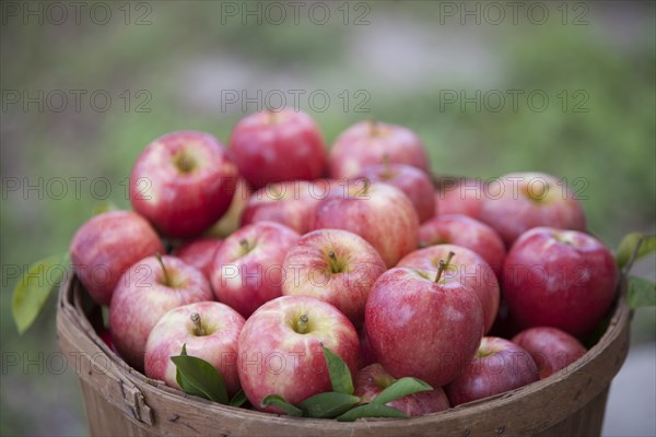 Apples in basket