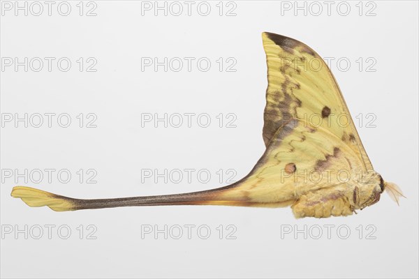 Yellow butterfly on white background