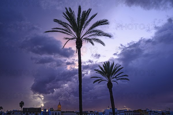 Palm trees against cloud at sunset in Seville, Spain