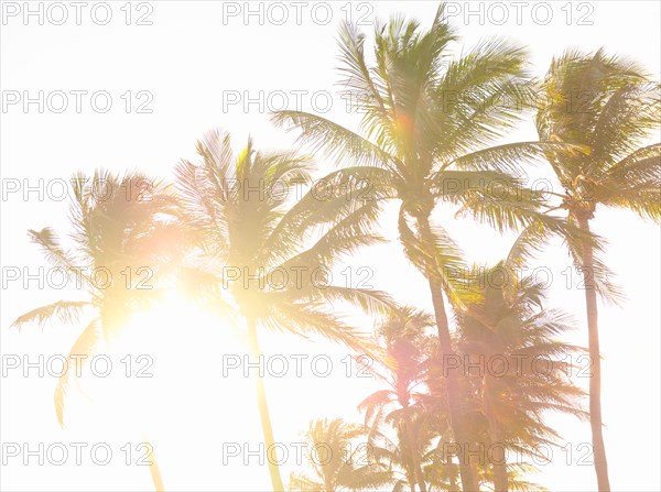 Palm trees against sunlight and clear sky