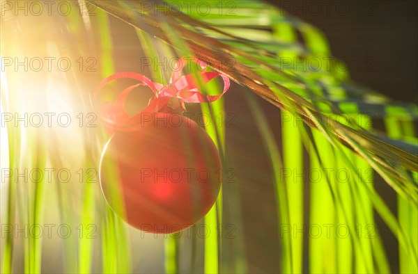 Red bauble hanging from plant