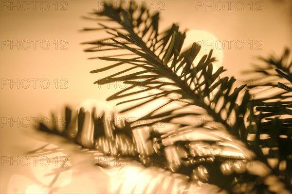 Close up of pine fronds against lights