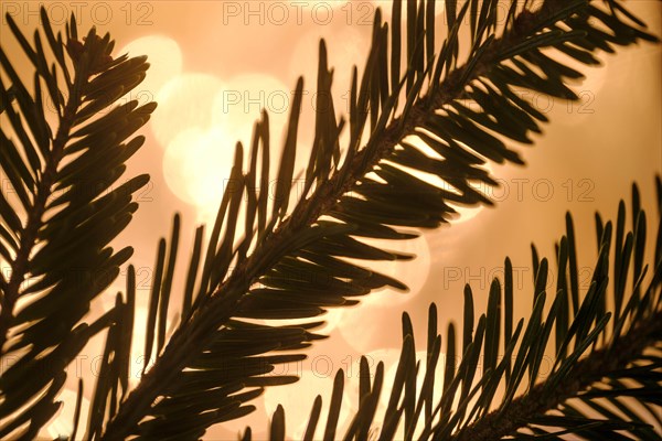 Close up of pine fronds against lights