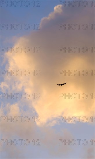 Bird flying against cloud