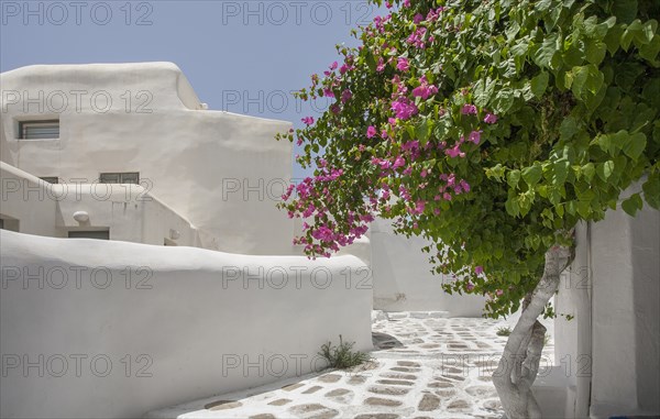 Tree with purple flowers by building in Mykonos, Greece