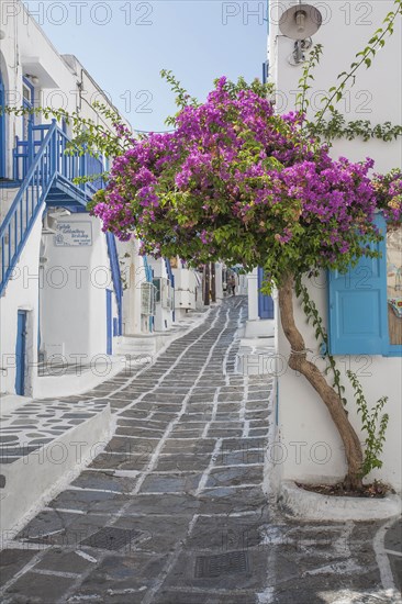 Purple flowers by building in Mykonos, Greece