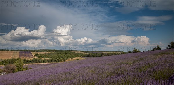 Lavender field in Provence, France