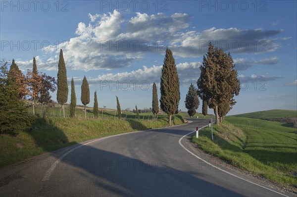 Cypress trees by road in Tuscany, Italy