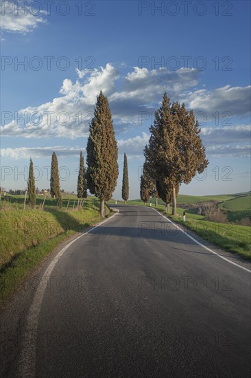 Cypress trees by road in Tuscany, Italy