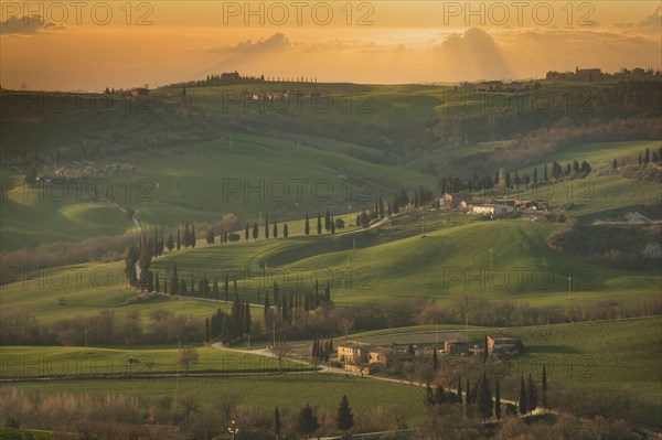 Trees on hills at sunset in Tuscany, Italy