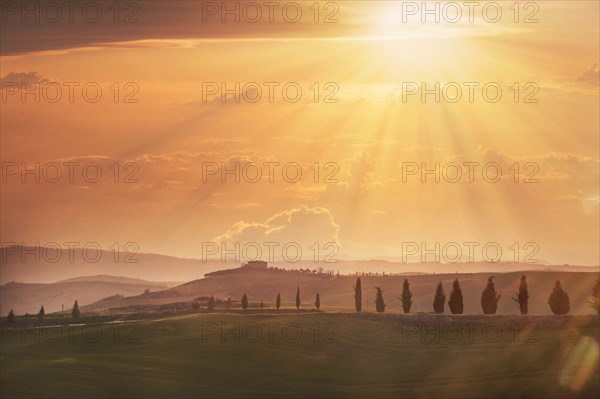 Trees on hills at sunset in Tuscany, Italy