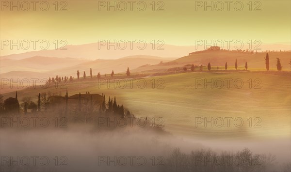 Trees on hills at sunset in Tuscany, Italy