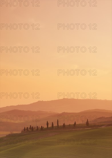 Trees on hills at sunset in Tuscany, Italy
