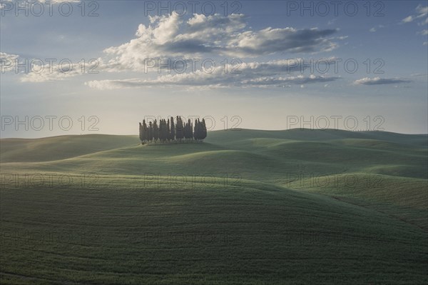 Trees on hill in Tuscany, Italy