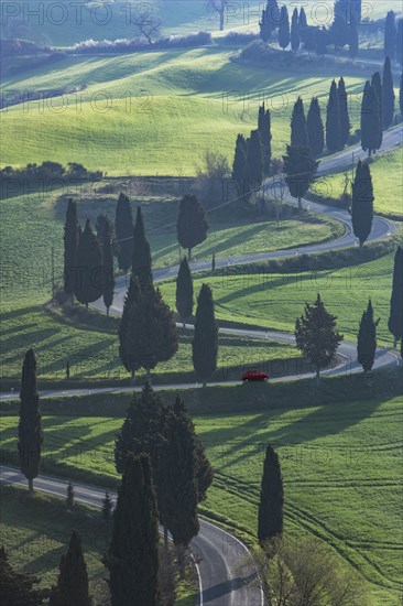 Trees along winding road in Tuscany, Italy
