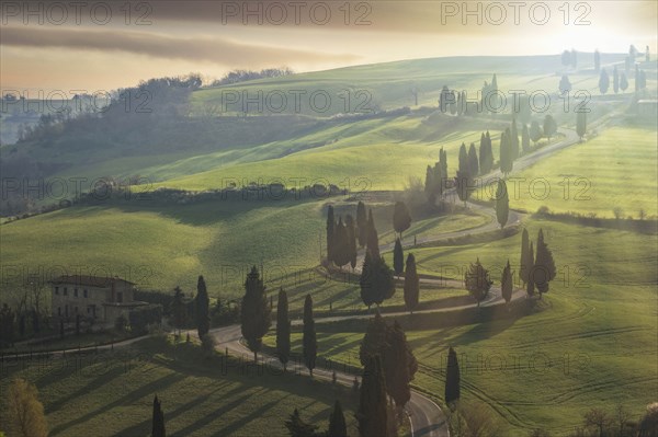 Trees along winding road in Tuscany, Italy