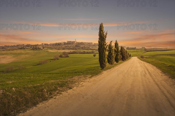 Cypress trees by dirt road at sunset in Tuscany, Italy