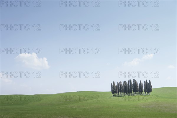 Trees on hill in Tuscany, Italy