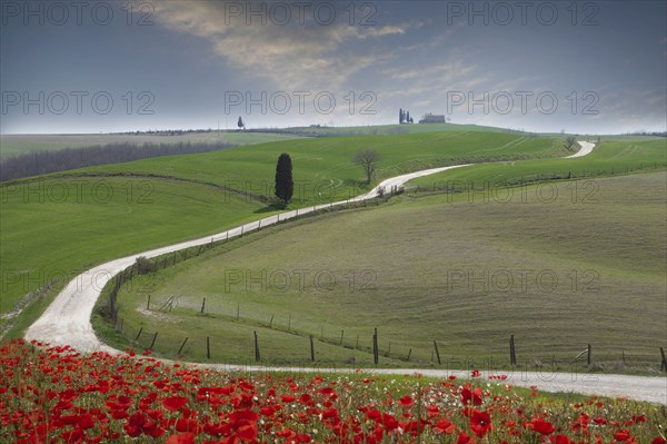 Red flowers by road in Tuscany, Italy