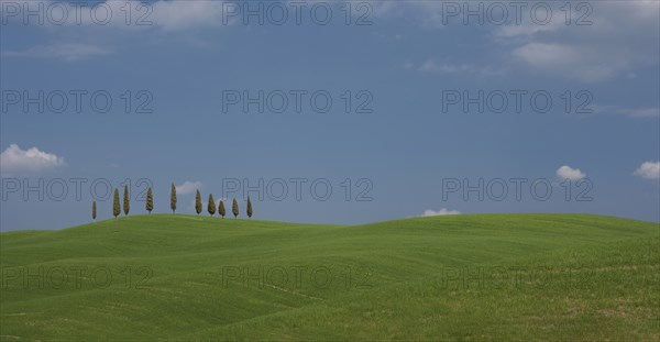 Trees on hill in Tuscany, Italy