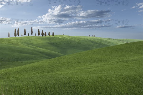 Trees on hill in Tuscany, Italy