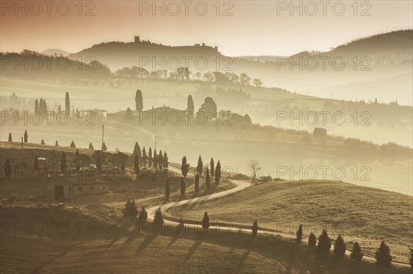 Trees along winding road in Tuscany, Italy