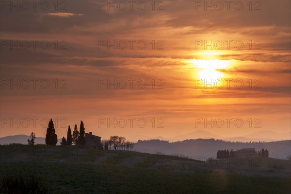 Trees on hills at sunset in Tuscany, Italy