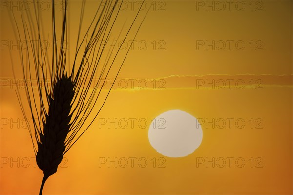 Silhouette of barley at sunset