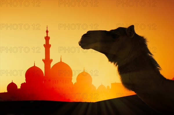 Camel in front of Sheikh Zayed Mosque at sunset in Abu Dhabi, United Arab Emirates