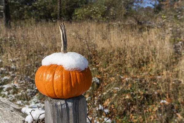 Snowy pumpkin on wooden post