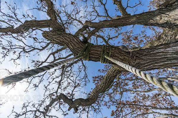 Rope swing hanging from tree